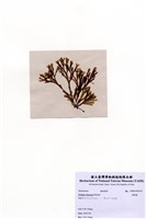 藏品(厚緣藻)的圖片